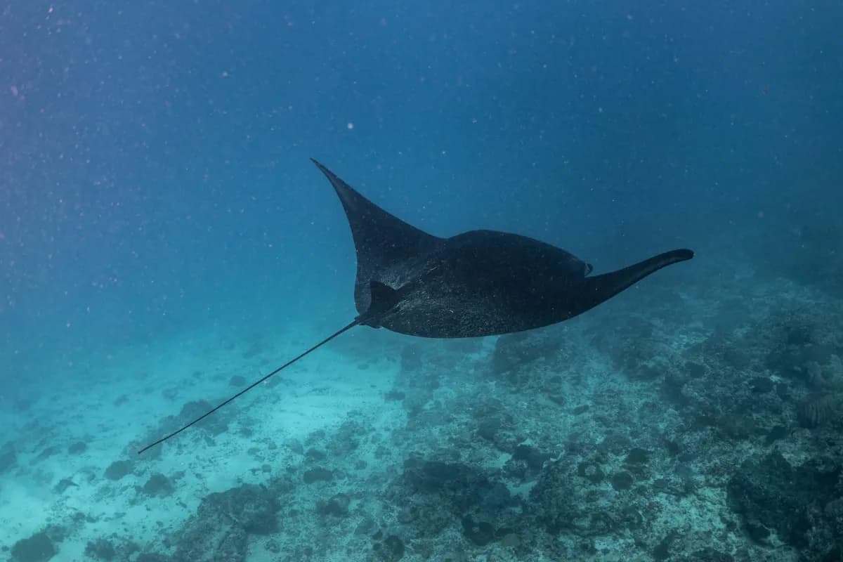 Manta Ray Season in Komodo: When and Where to Find Them