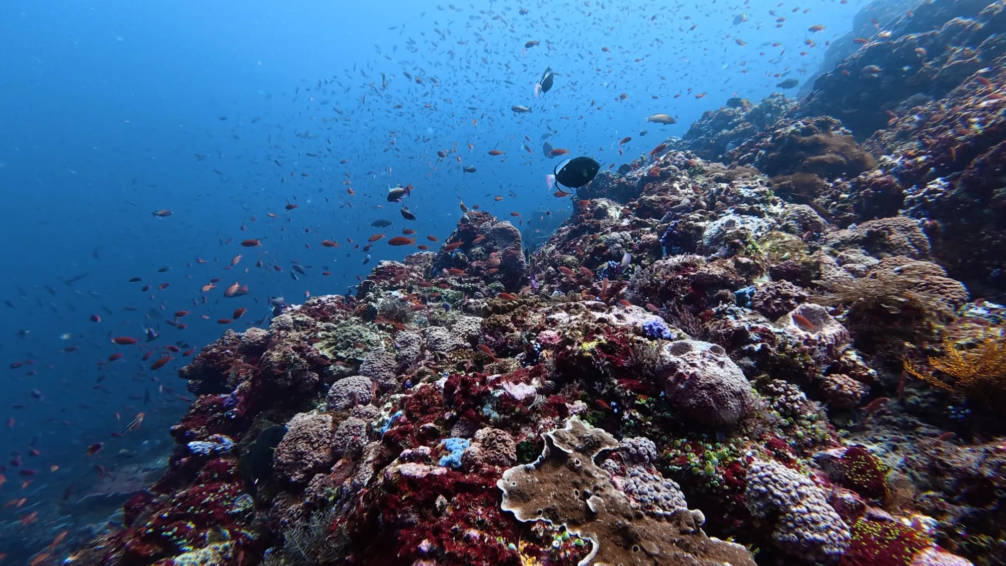 Hello Dive - diving gallery photo 15