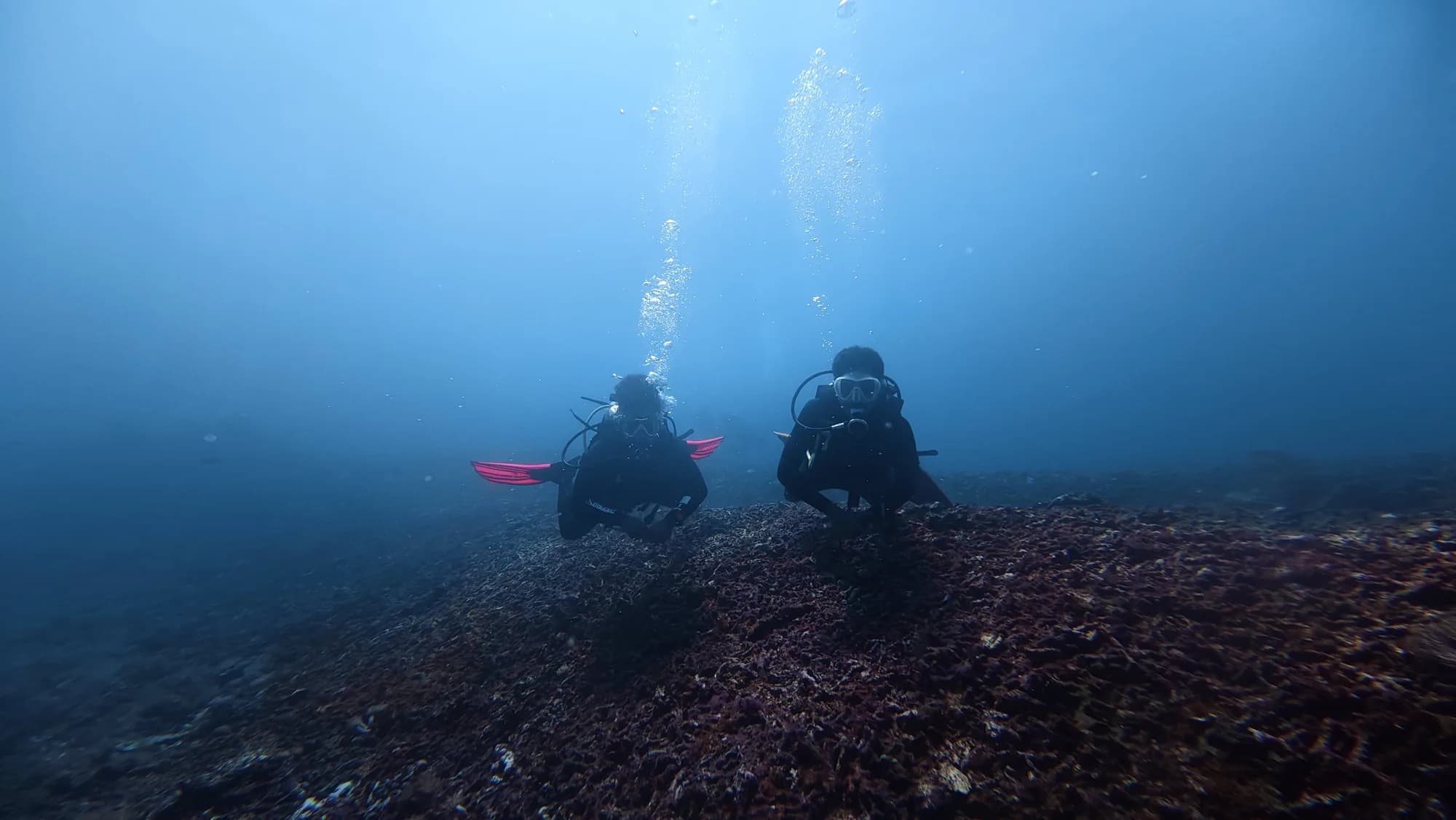 Hello Dive - diving gallery photo 18