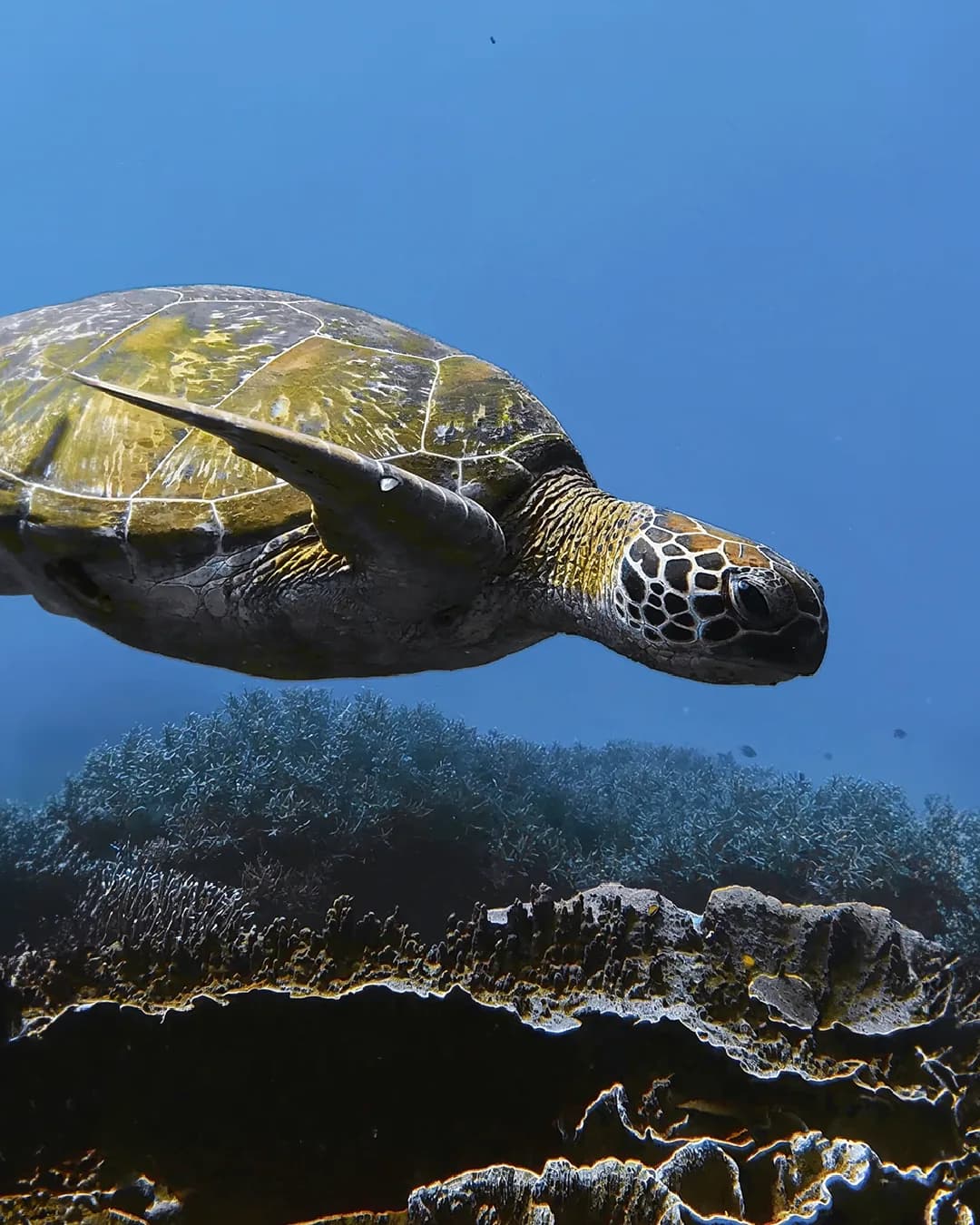 Dive Tribe Komodo - diving gallery photo 6