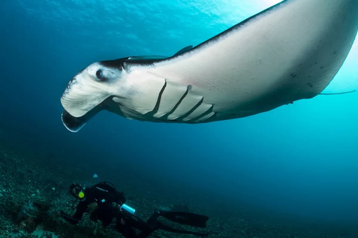 Amare Divers Komodo - diving gallery photo 9